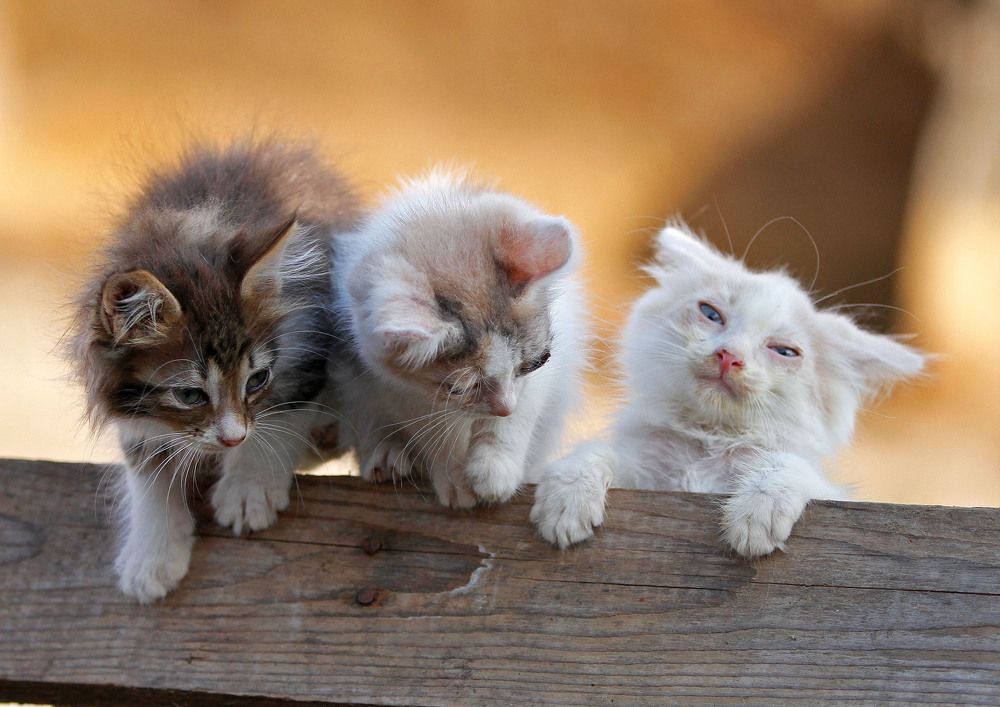 Photograph by Елена Маракулина