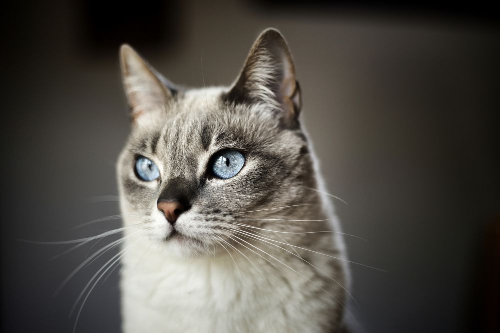 Photograph by Pere Arnaldo