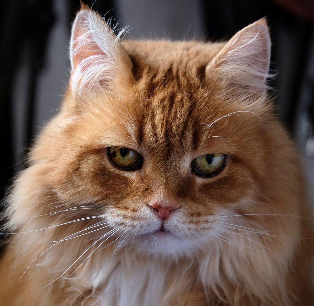 Photograph by Елена Маракулина