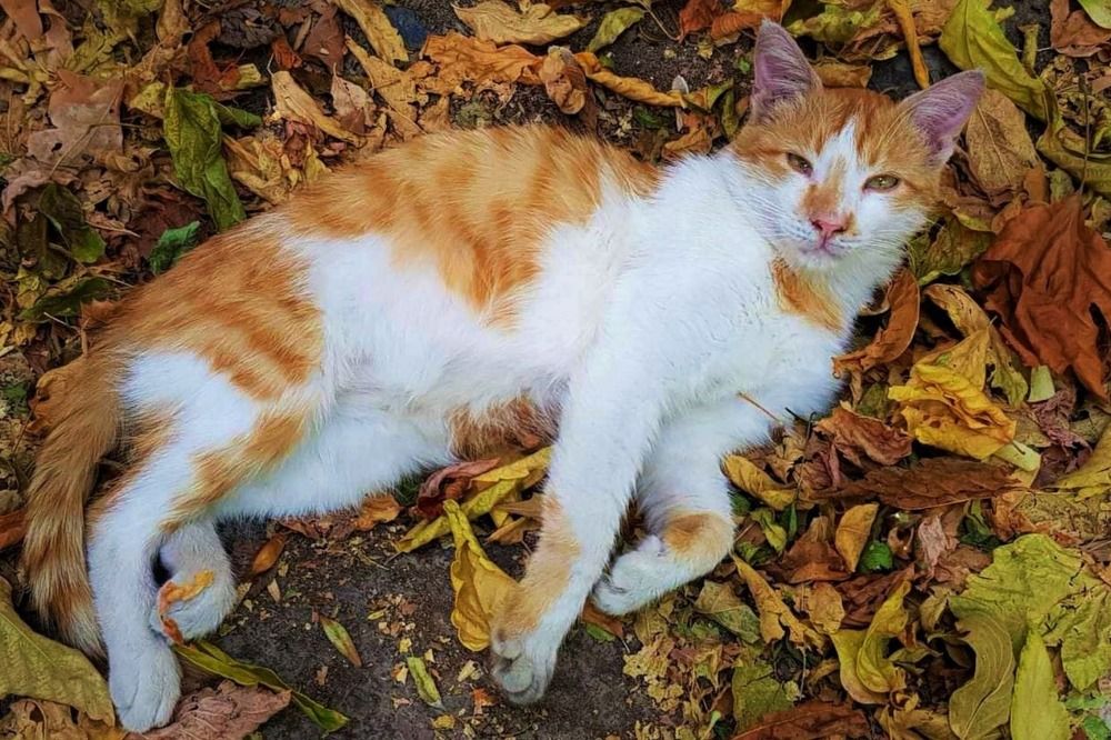 Photograph by Юлия Гудевич