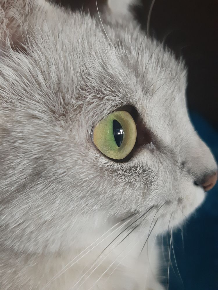 Photograph by arikacat