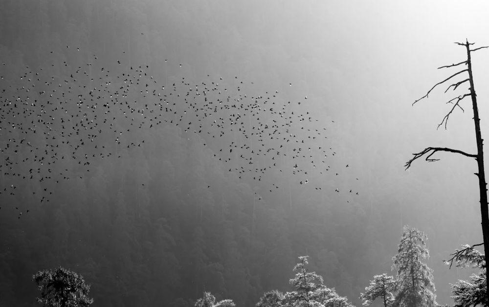 Photograph by Soumya Bhattacharyya