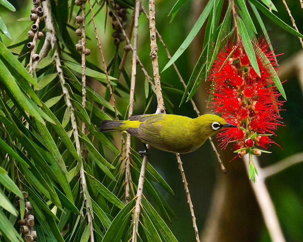 Photograph by Irene Chattopadhyay