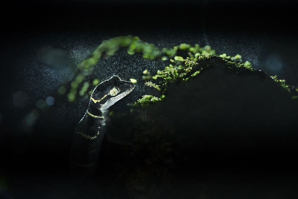 Photograph by Soumya Bhattacharyya