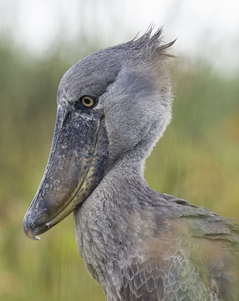 Портрет царя болот