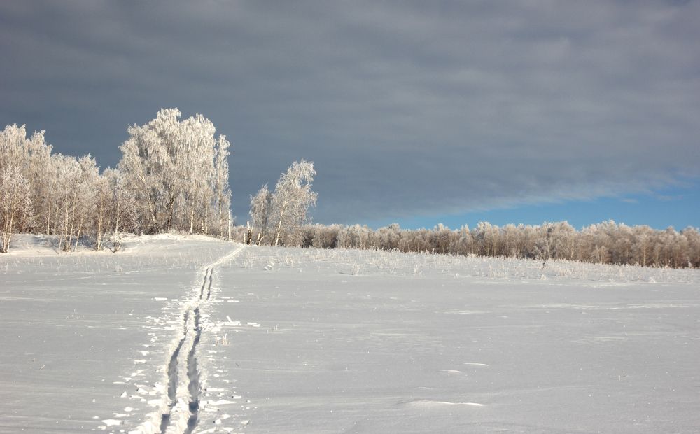 Седые березы
