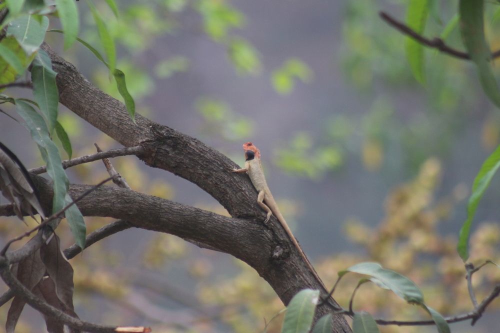 Photograph by Upendra Kumar Thakur