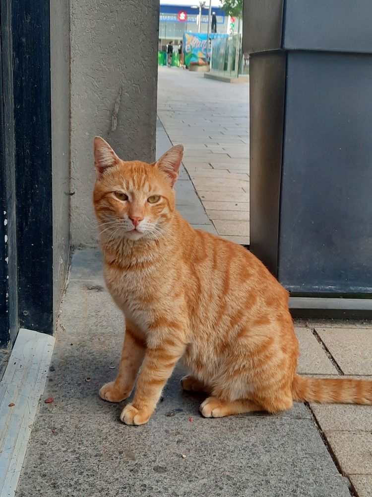 Фотография автора Tetiana Danylenko