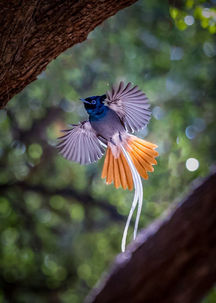 Photograph by Sooraj Jayaraj