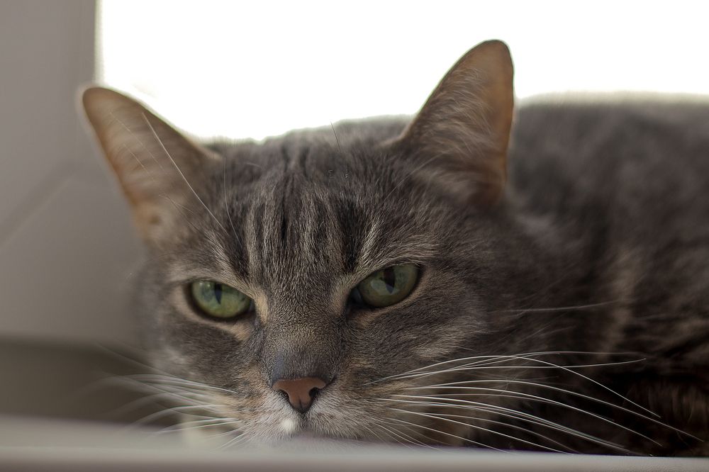 Photograph by Щеголихина Елена Евгеньевна