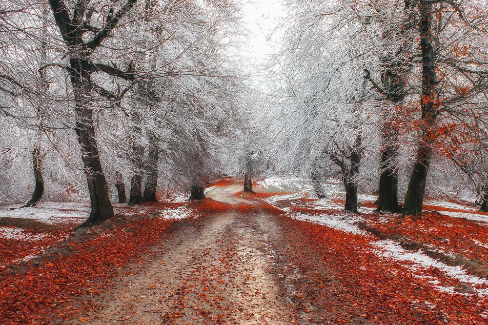 Photograph by Ali Memari