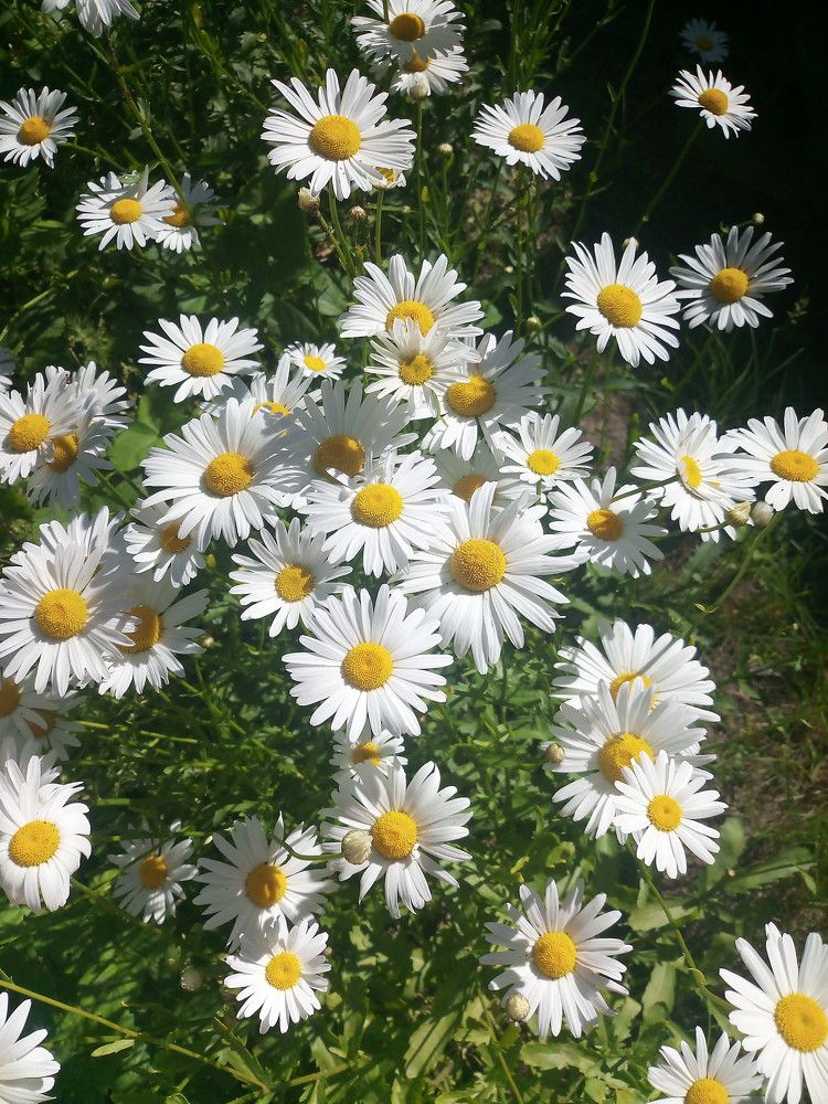 Photograph by Елена Мясникова