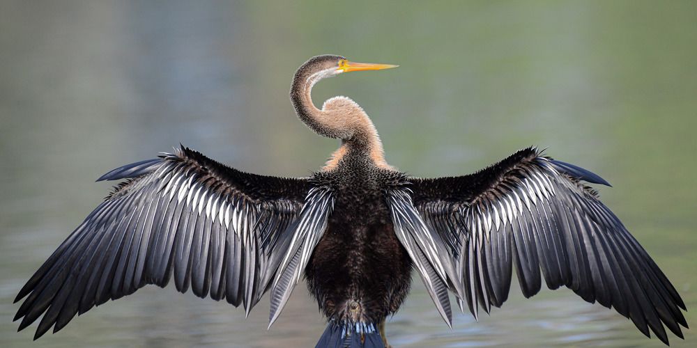 Oriental Darter /snakebird