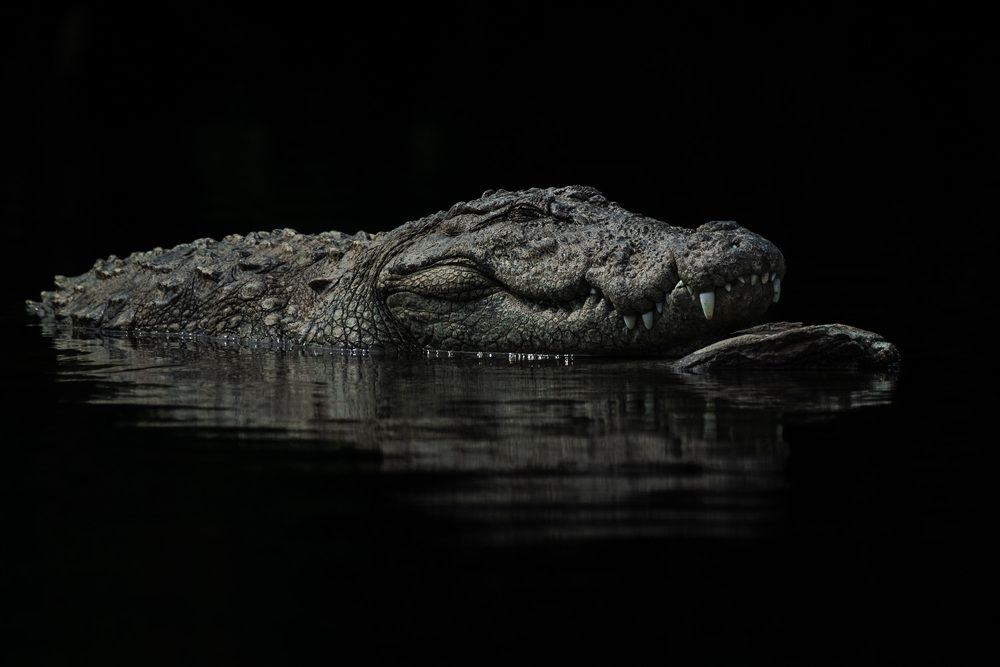 Photograph by Harsha Devalla