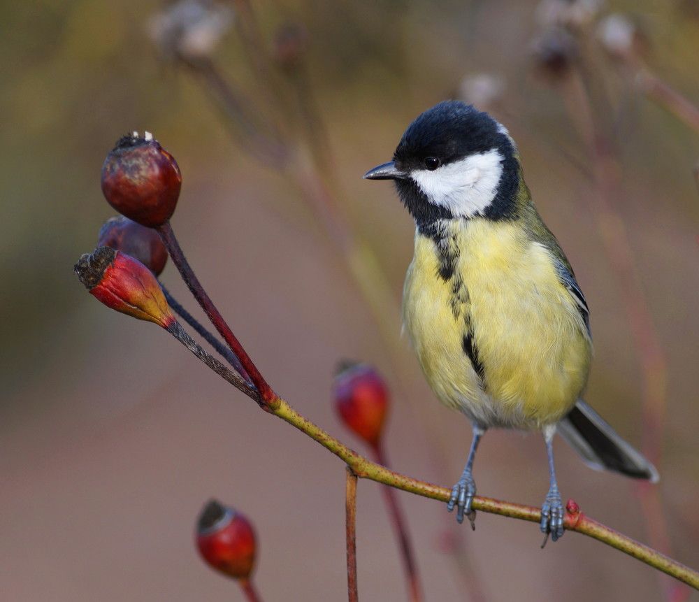 Photograph by Наталья Степаненко