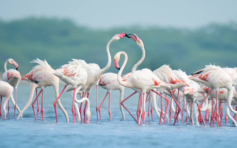 Nature Feeding & Love