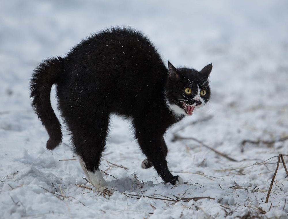 Photograph by Любовь Похабова