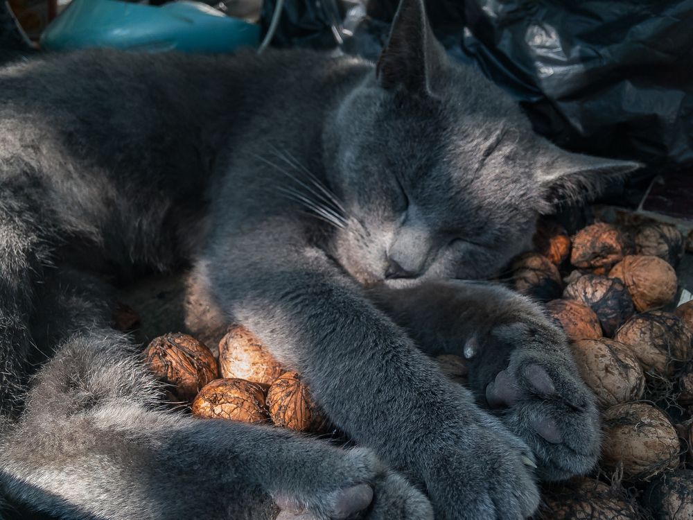 Photograph by Виталий Шкадинов