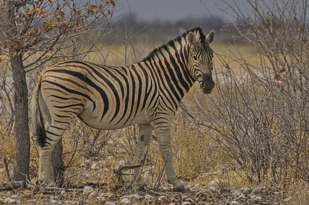 Ч1рно-белый мир зебр