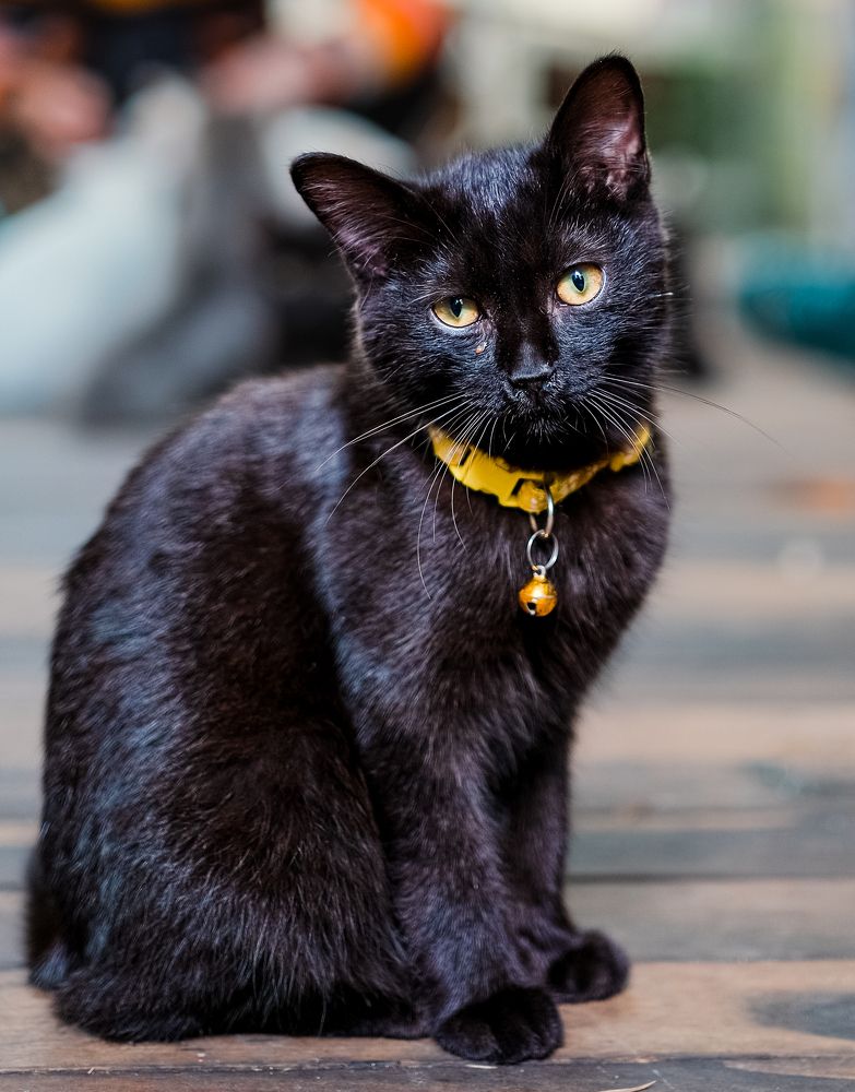 Фотография автора Nguyen Nguyen .N