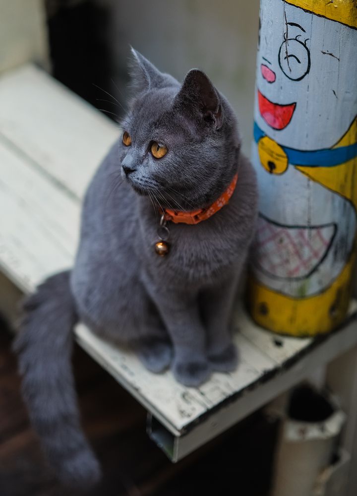 Фотография автора Nguyen Nguyen .N