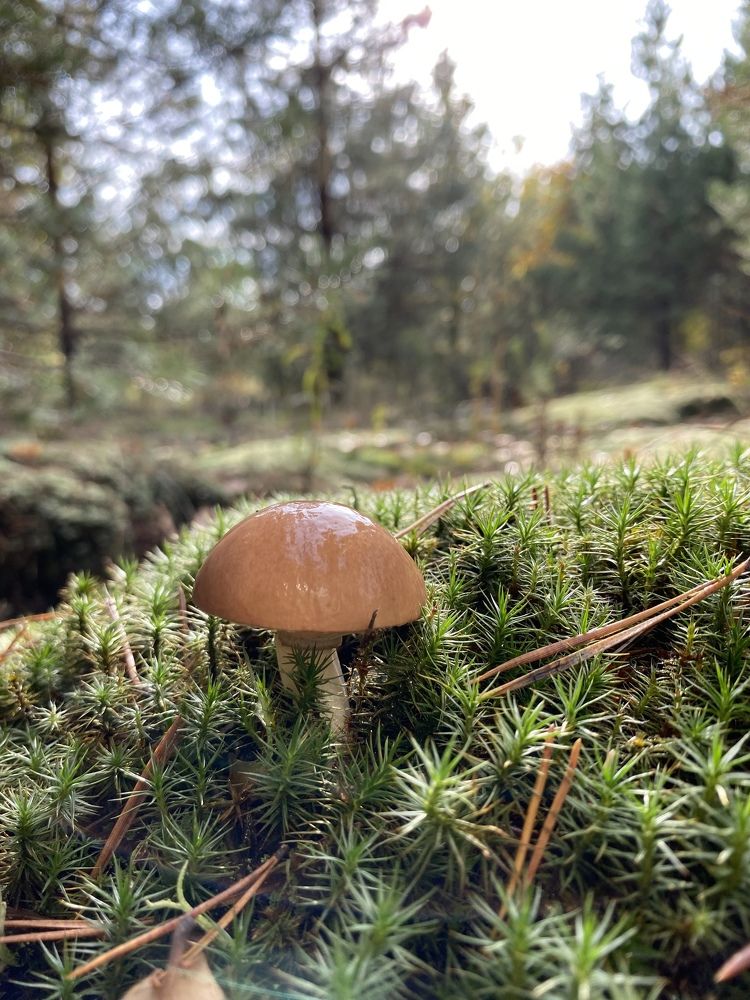 Lonely mushroom