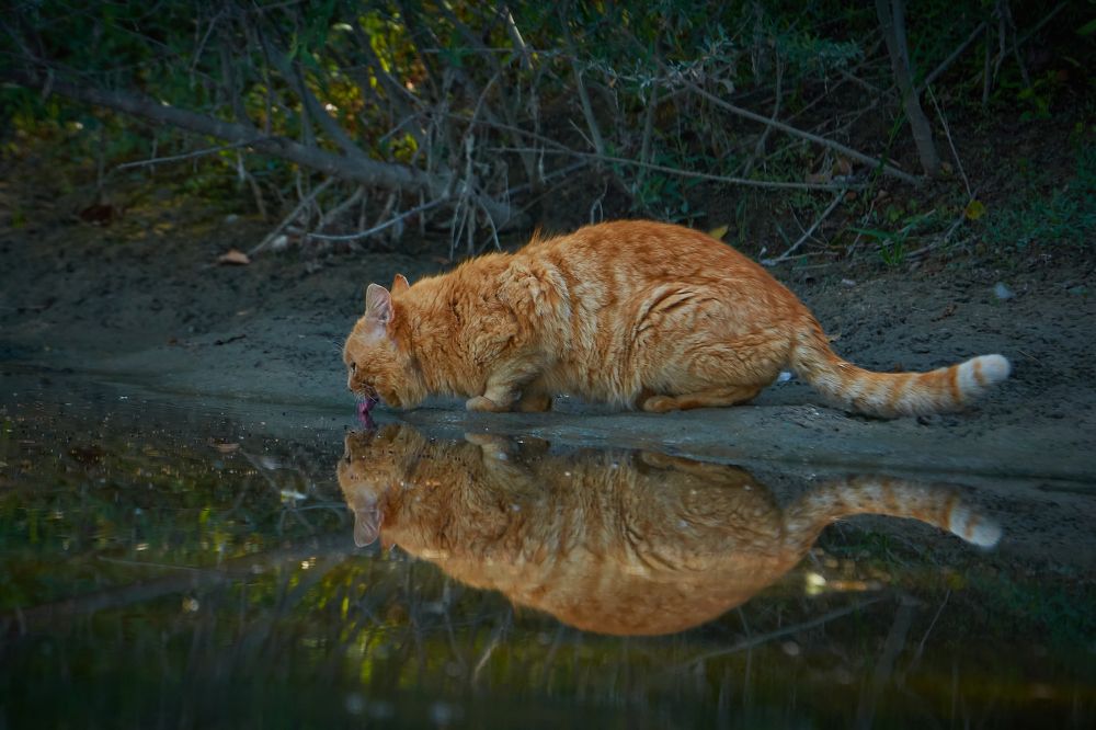 Photograph by Andrea Barlotti