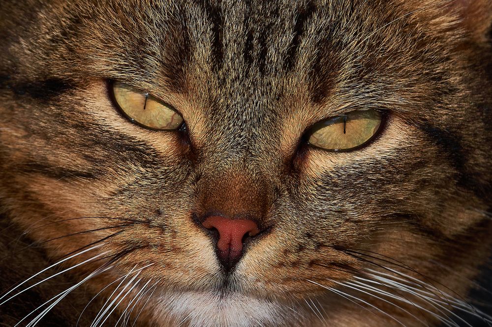 Photograph by Andrea Barlotti