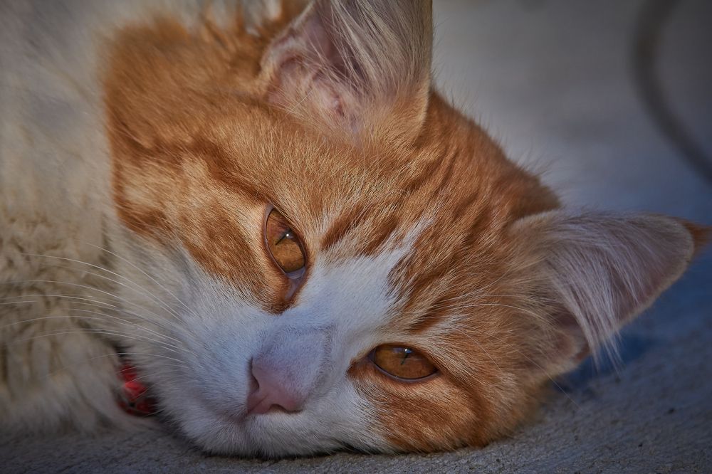 Photograph by Andrea Barlotti