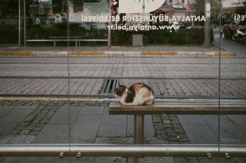 Photograph by Alp Aysgl