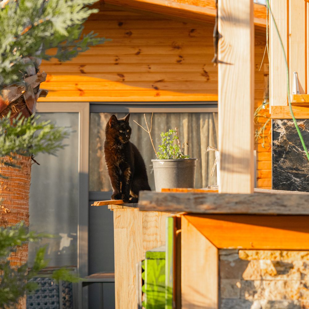 Photograph by Alp Aysgl