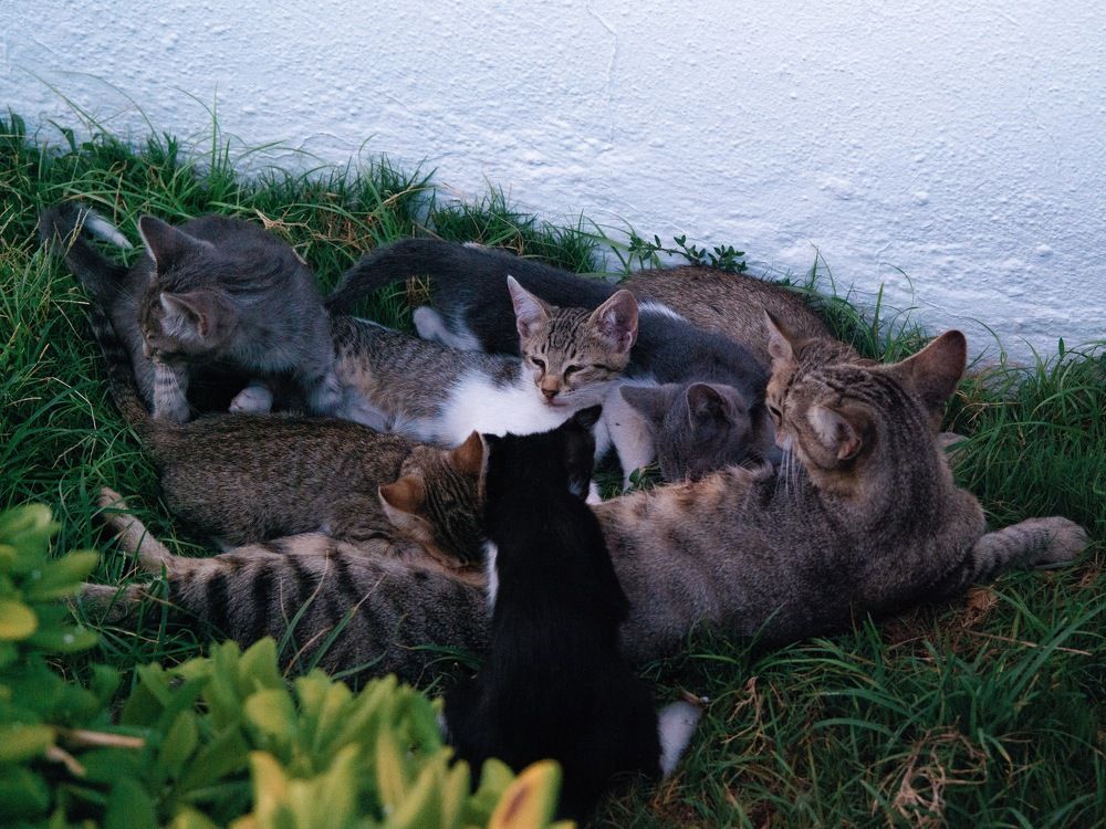 Photograph by Alp Aysgl