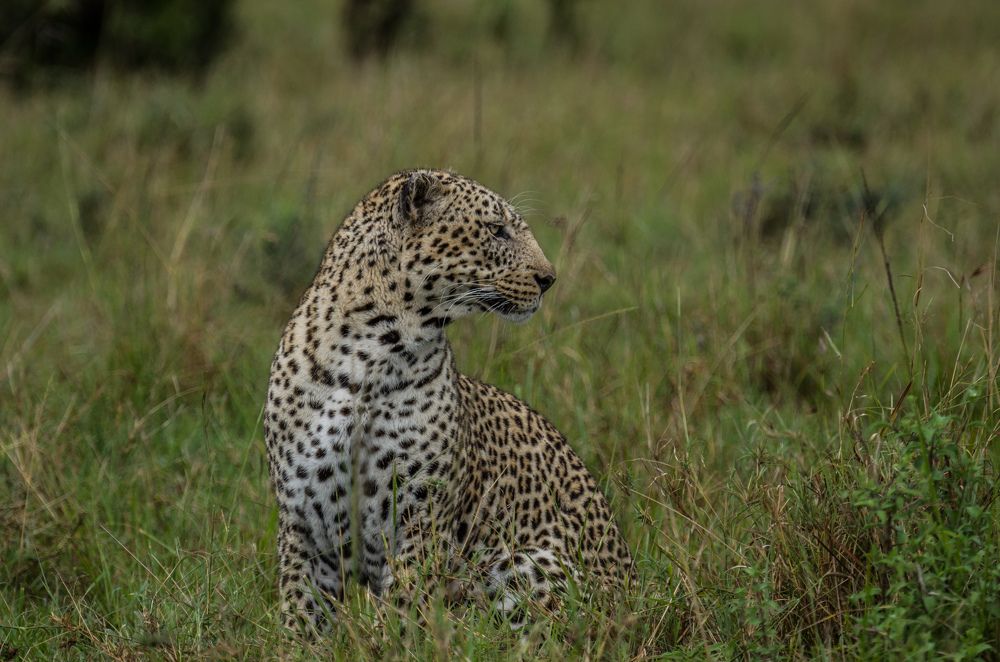 Photograph by Murad Rajabali Habib