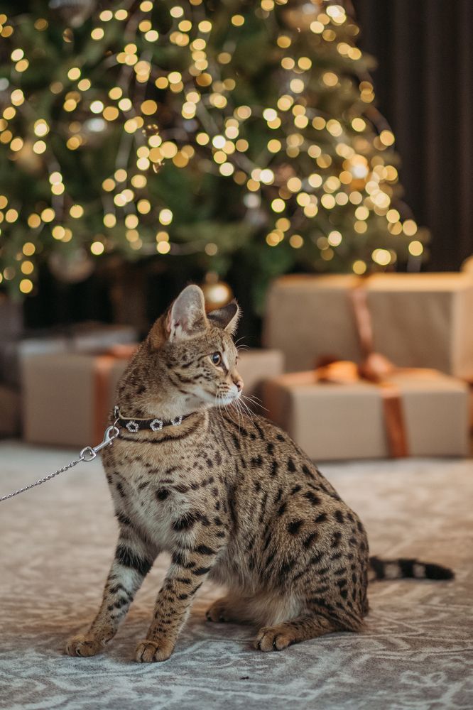 Photograph by Маргарита Кудряшова