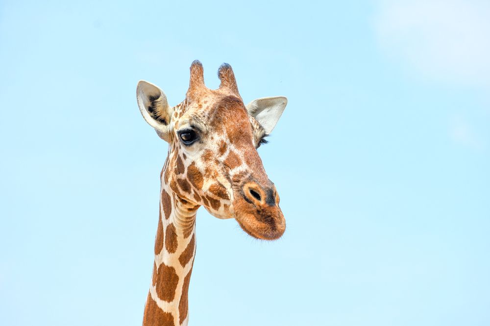 Photograph by Rex Mutikwa