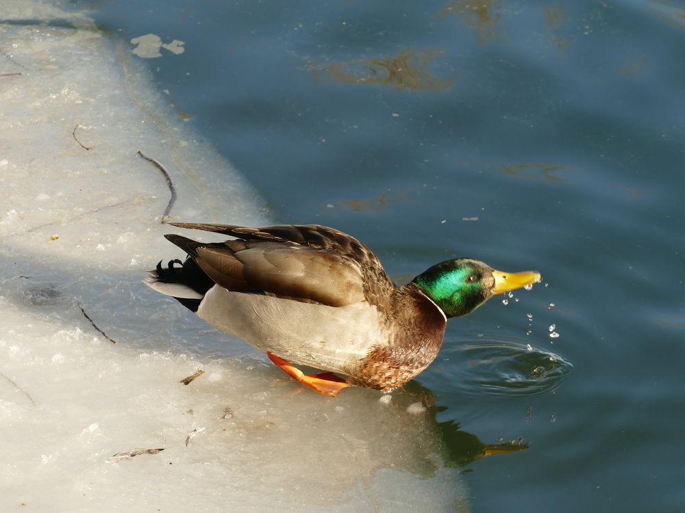 Photograph by Александр Кизим