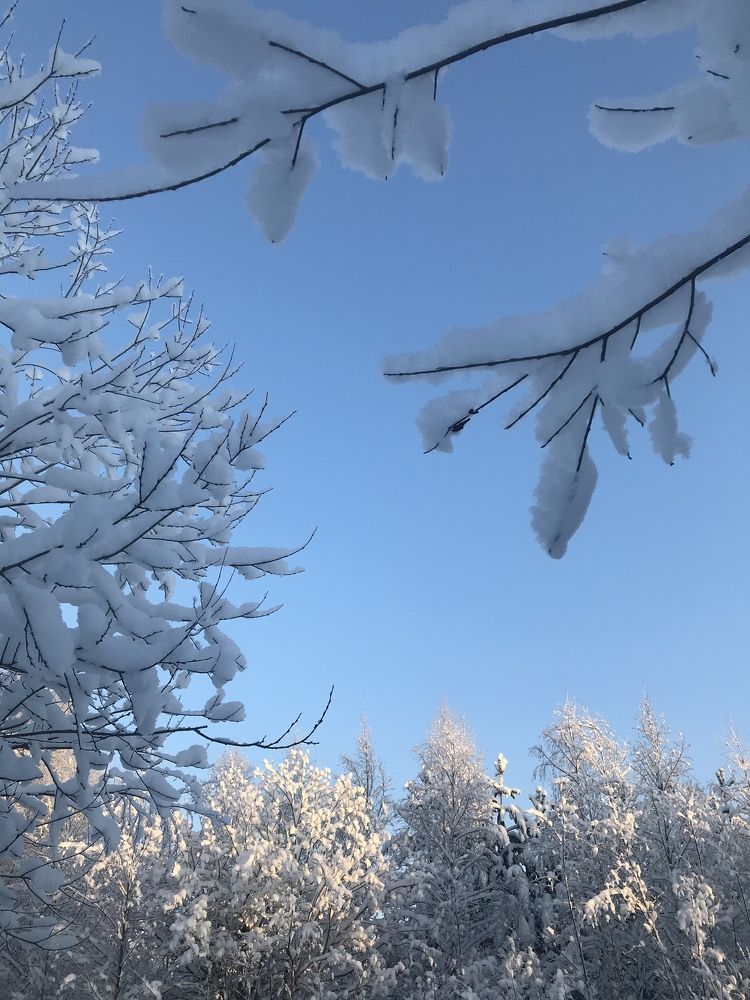 Пушистые снежные ветви