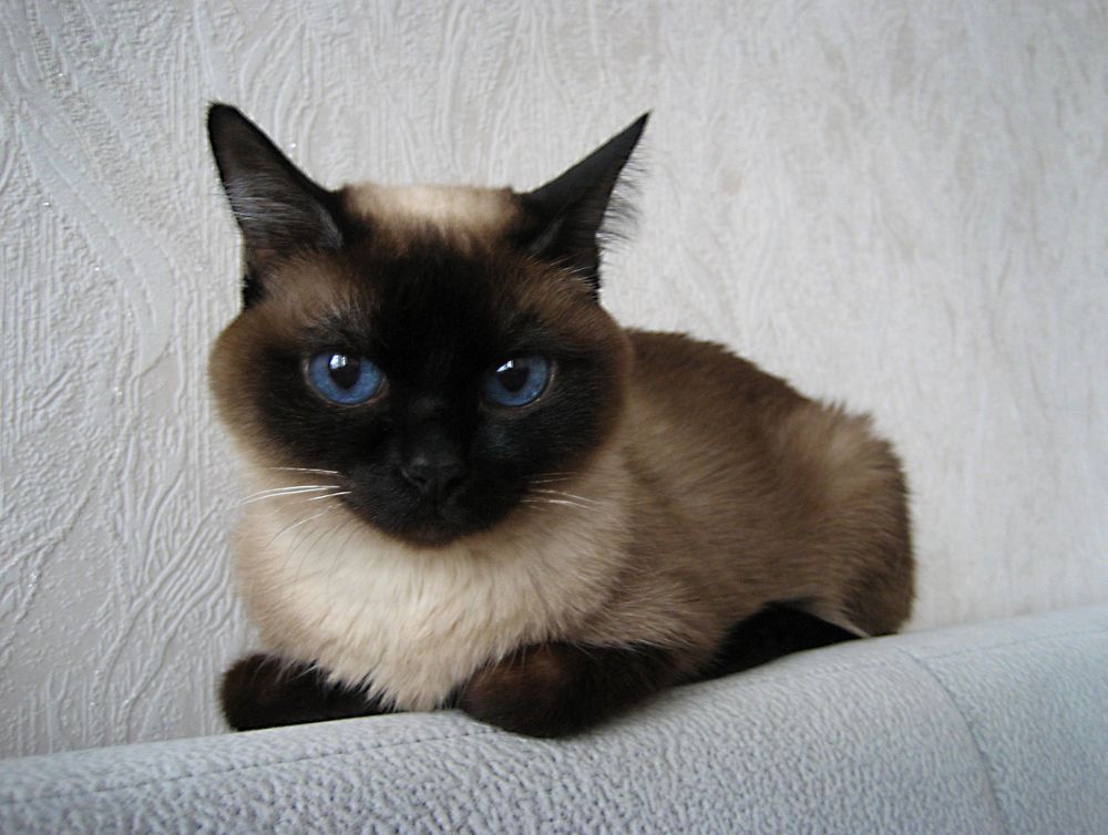 Photo #8714194