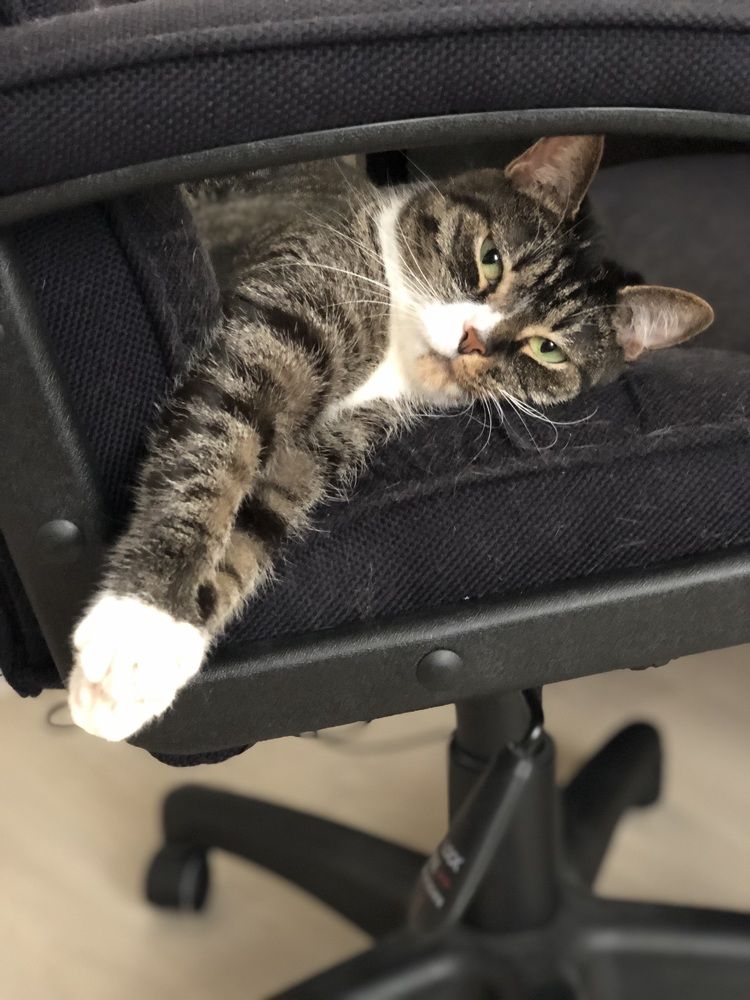 Кошка на отдыхе