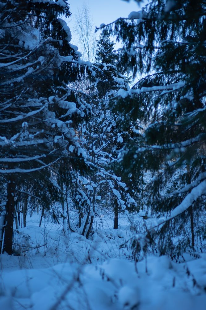 Photograph by Марина Шевцова