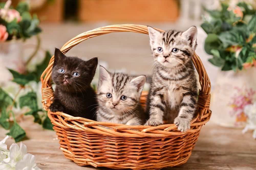 Photograph by Мария Луцук