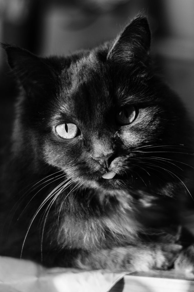 Фотография автора Анастасия Подкорытова