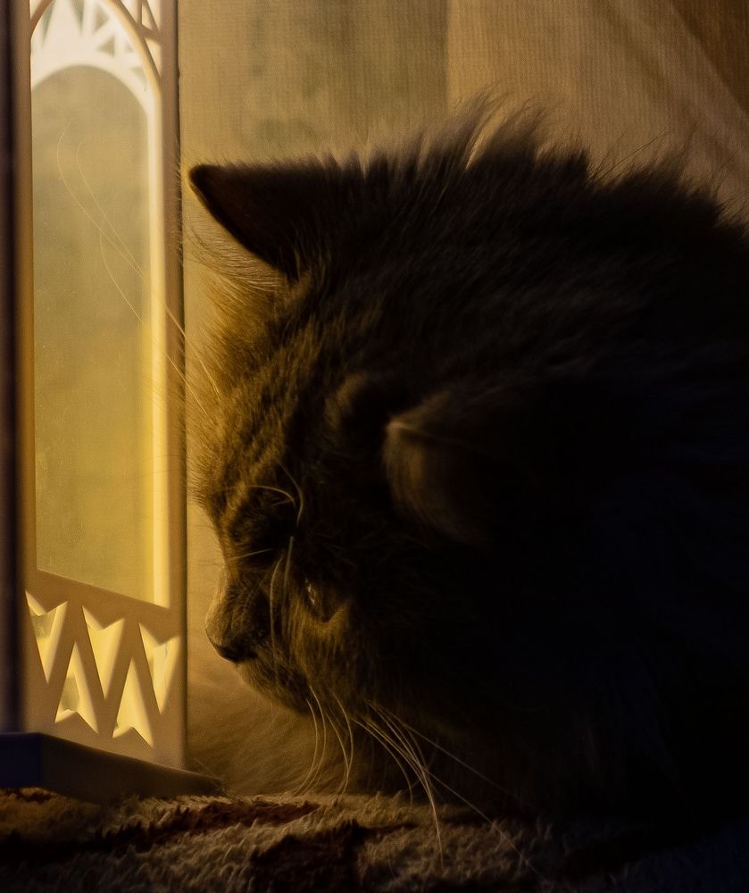 Котик наблюдает...