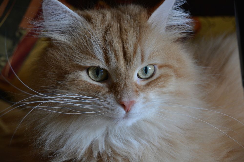 Photograph by Марина Шевцова