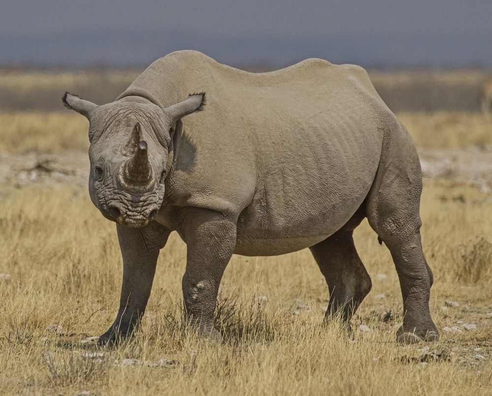 "Носорог, рог, рог идёт..."