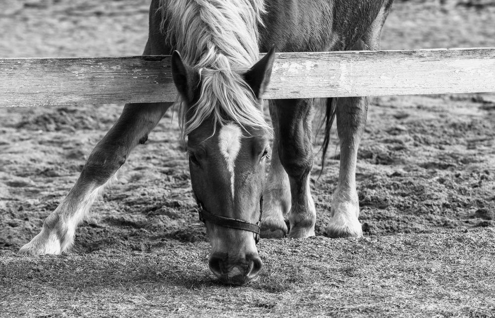 Фотография автора Александр Буренко