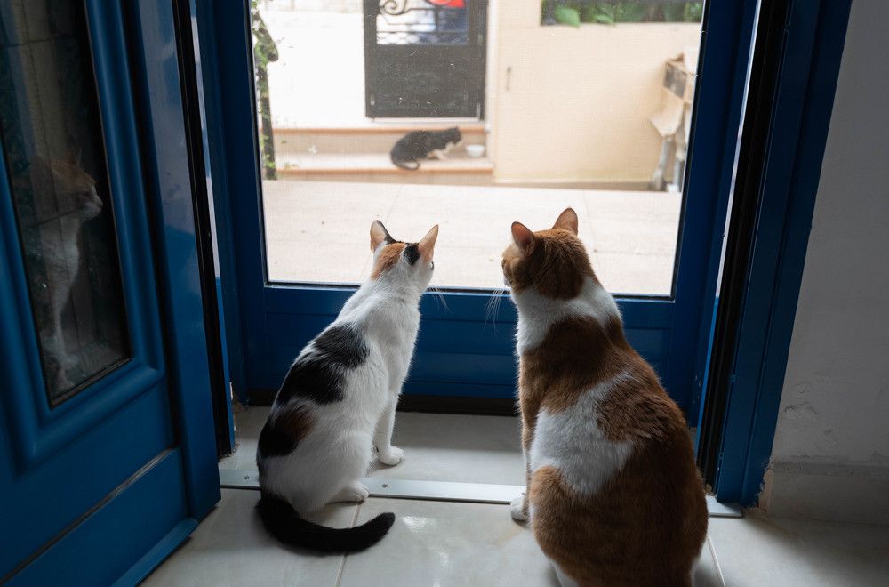 Фотография автора DIMITRIS MPAZIOTOPOULOS