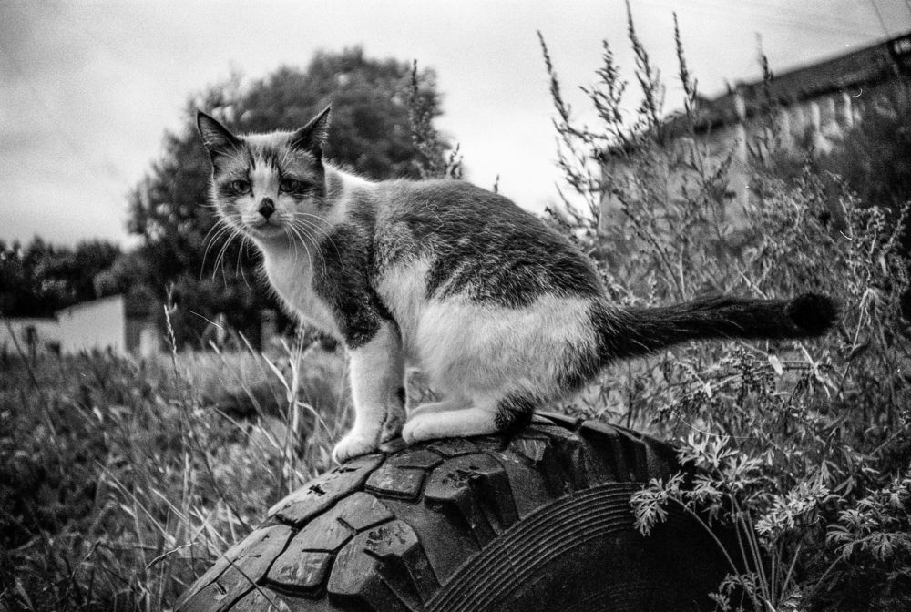 Photograph by Даниил Ошейко