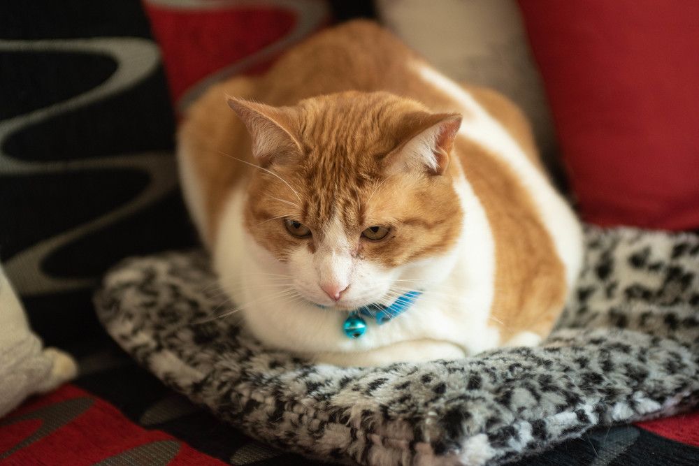 Фотография автора DIMITRIS MPAZIOTOPOULOS