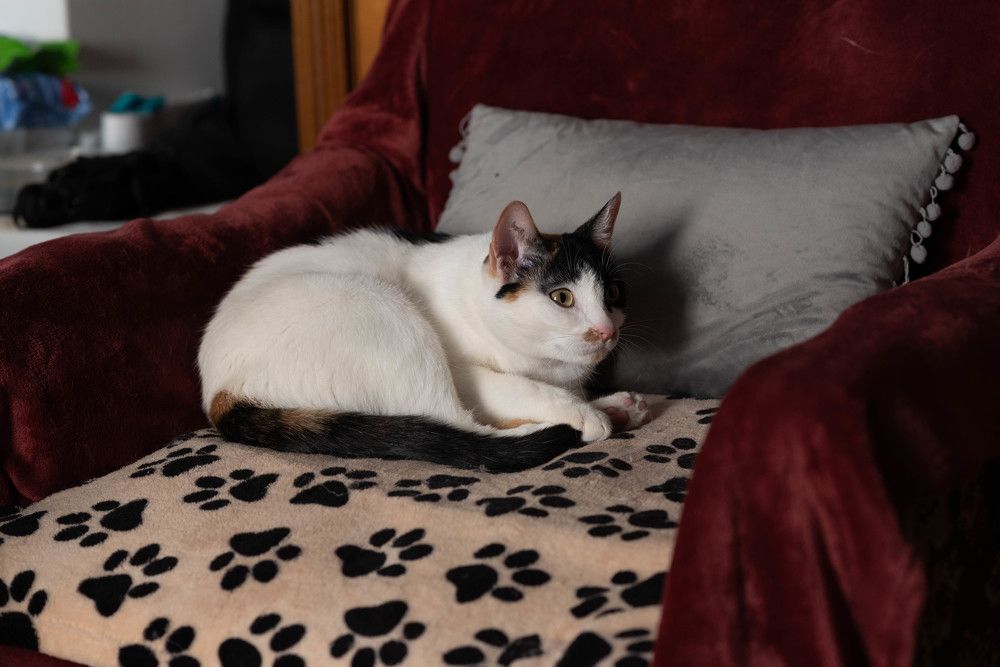 Фотография автора DIMITRIS MPAZIOTOPOULOS